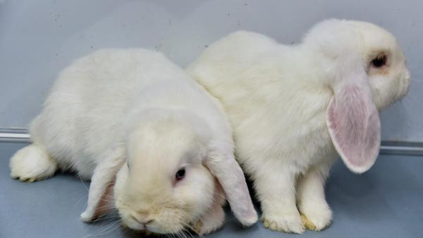 Die kleine Familie aus Mutter Baileys und Sohn Crispy (zu erkennen an dem schwarzen Fleck am Hinterteil) sucht ein neues, liebevolles Zuhause in einem Haus oder einer Wohnung. Baileys ist im April 2024 geboren und Crispy im Mai 2025. Beide sind kastriert. Sie finden mit ihrer aufgeweckten und neugierigen Art schnell den Weg ins Herz. Wer Interesse an den beiden Schlappohren hat, kann sich im Tierheim Erlangen melden.