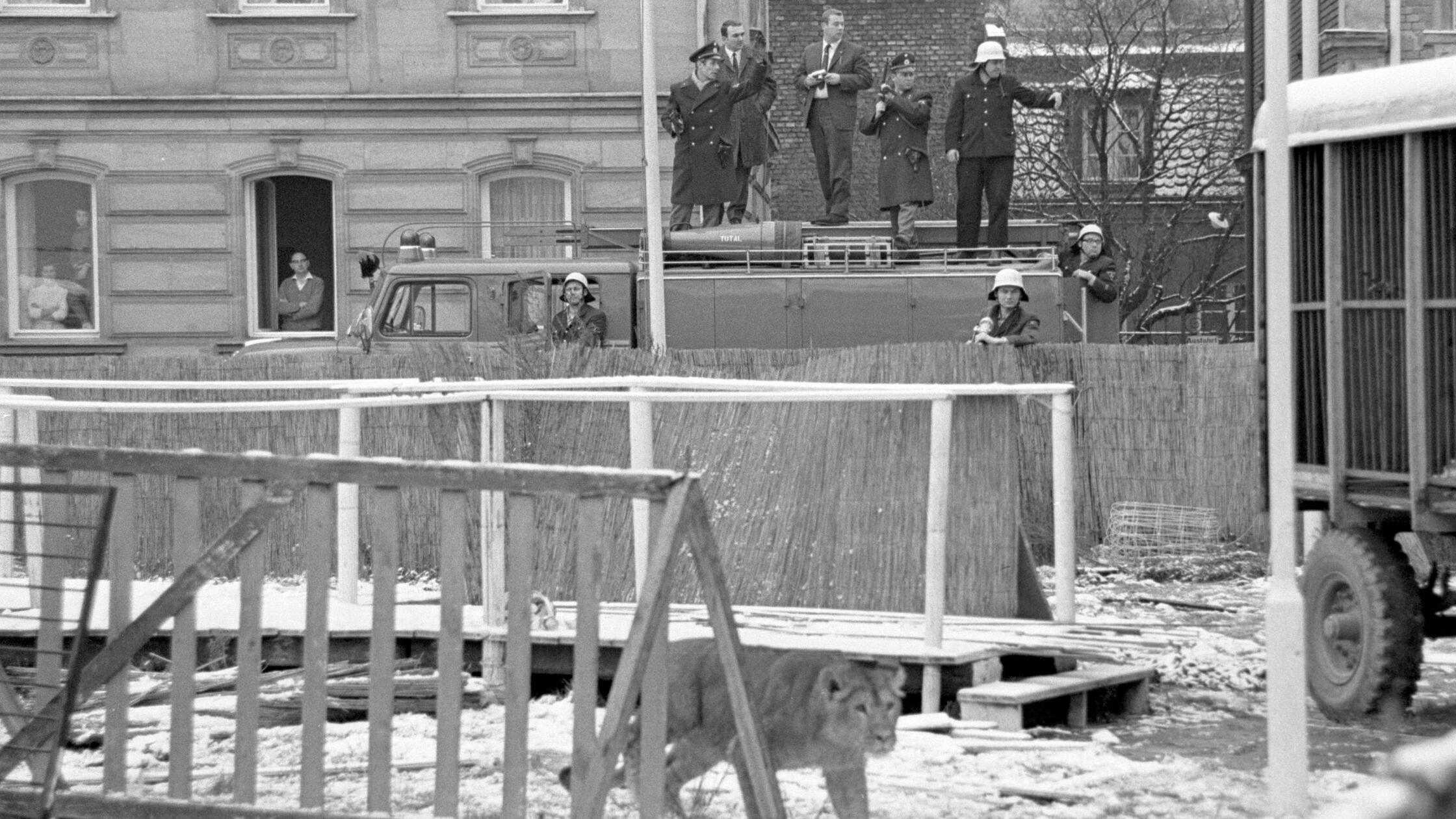 Am 17.11.1968 war in Nürnberg "der Löwe los". Das Löwenweibchen Sylvia, welches zu einem Wanderzirkus gehörte, der auf einem Grundstück in der Allersberger Straße sein Winterquartier bezogen hatte, war aus seinem Käfig entkommen. Während Passanten sich in Hauseingänge und Telefonzellen flüchteten, schritt das Tier gravitätisch und unbeeindruckt bis in die Fischbachstraße, wo es von Polizei, Feuerwehr und Zirkusmitarbeitern eingekesselt wurde. Nachdem man den Dompteur aus einer Imbißstube in der Innenstadt hinzugeholt hatte, gelang es diesem, die aufgeregte Löwin zu beruhigen und wieder zurück in ihre Behausung zu locken.