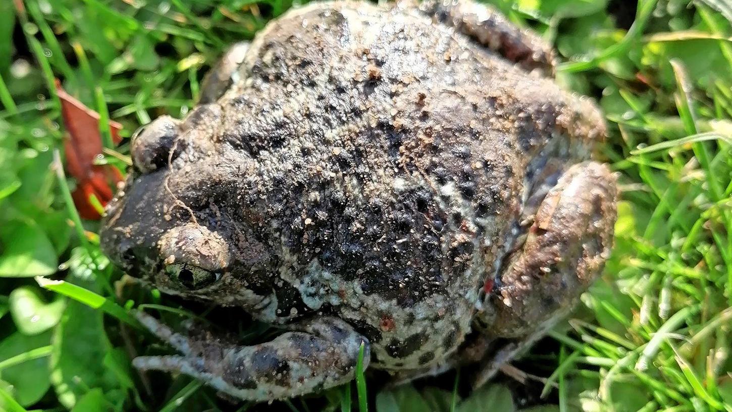 Diese Knoblauchkröte wurde bei Mühlhausen gefunden.