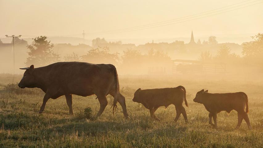 Glücklich spazieren Kuh und Kälbchen im Sonnenaufgang über eine Wiese in Hemhofen. So schöne Bilder, die von artgerechter Tierhaltung zeugen, würde man gerne sehr viel öfter zu sehen bekommen.