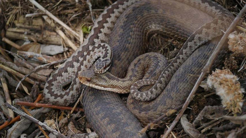 Zwei Kreuzottern leben Ihre Frühlingsgefühle aus. 2024 wurde diese Schlangenart zum Reptil des Jahres gewählt.