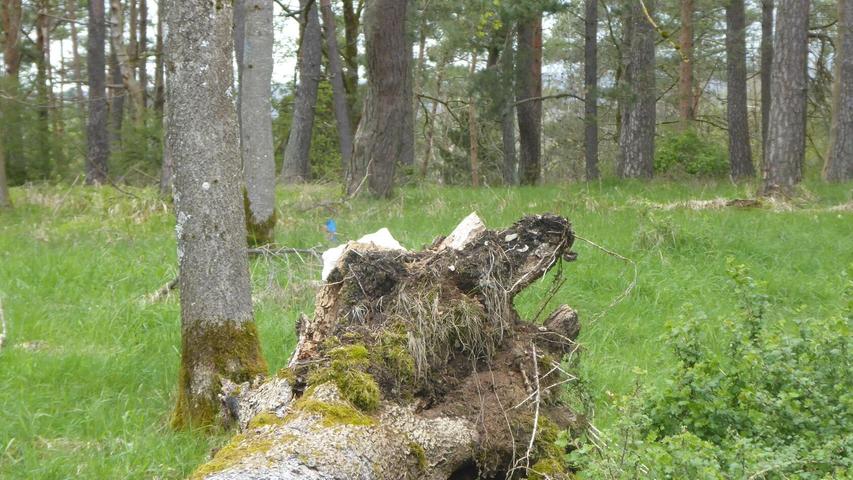 Unser Leser Norbert Haselbauer findet, dass der alte Baum, der da liegt, seine Schuldigkeit getan hat.