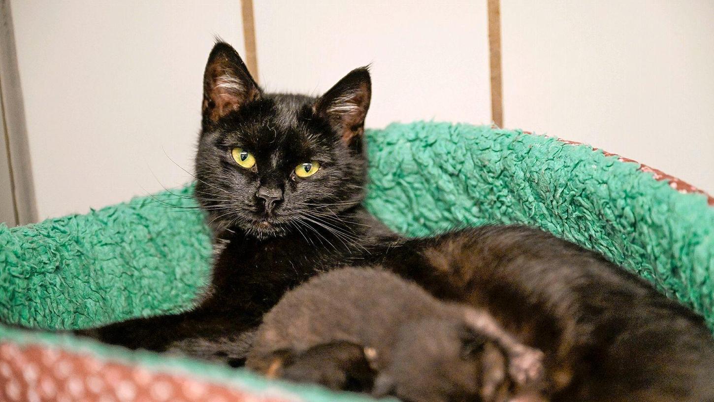 Eine von vielen Fundkatzen im Neumarkter Tierheim ist diese schwarze Schönheit. Wo wird sie vermisst?