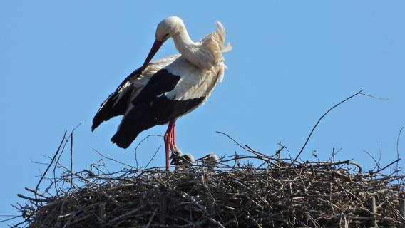 Volles Nest am Wassertor: Das Hersbrucker Storchenpaar hat Nachwuchs
