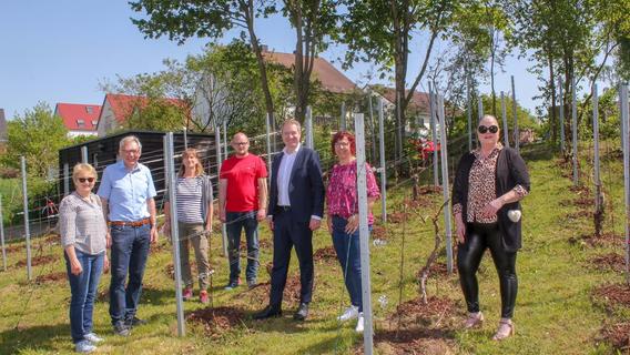 Mistelbacher Weinberg im LGS-Park erfolgreich erneuert