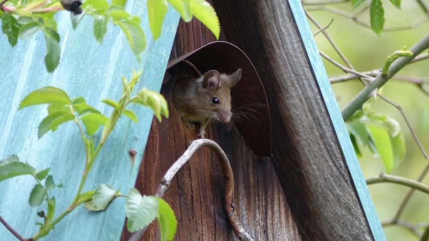 In einem Garten in Rückersdorf ist eine kleine Maus in den ersten Stock eines Vogelfutterhäuschens eingezogen.