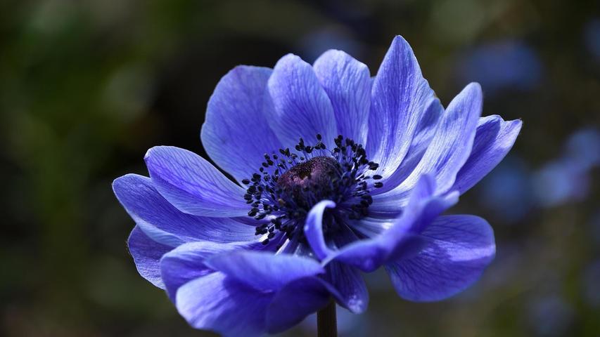 Eine blaue Mohnblume präsentiert ihre farbenprächtige Blüte.