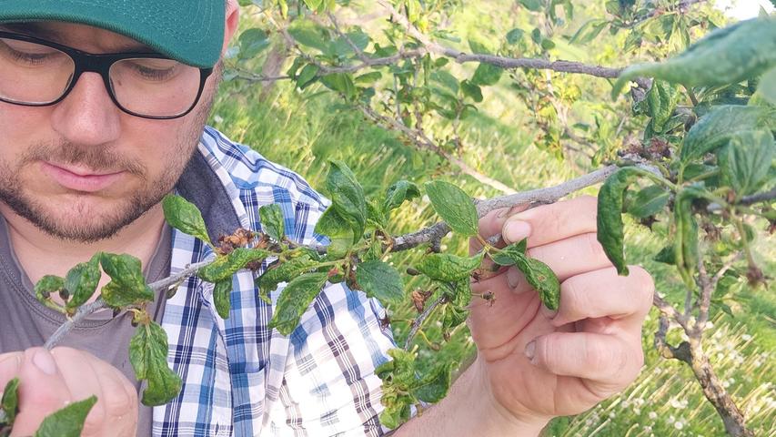Erst heiß, dann Frost: Frankens Obstbauern beklagen Schäden - manche greifen zu besonderen Maßnahmen