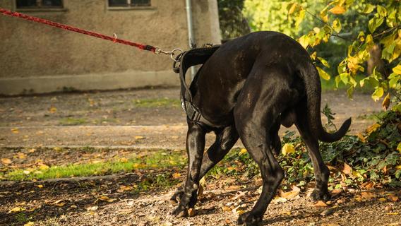 Herrenlose Hunde beschäftigen die Amberger Polizei: Besitzer hatten das Ausreißen nicht bemerkt