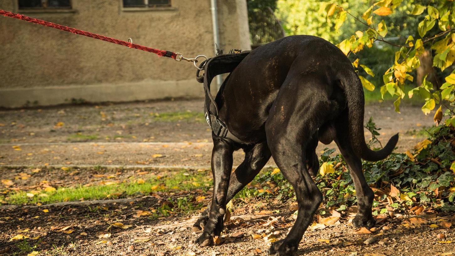 Gleich drei herrenlose Hunde musste die Polizei Amberg diese Woche zurück zu ihren Besitzern beziehungsweise ins Tierheim bringen (Symbolbild).