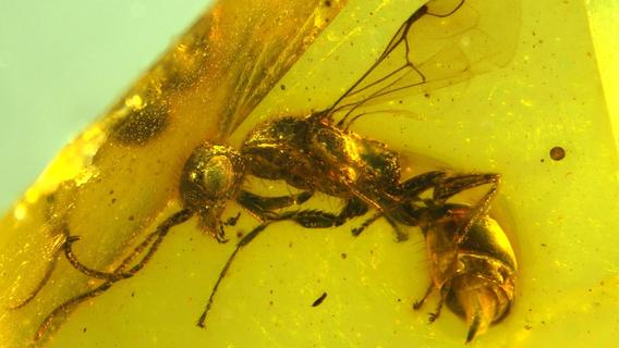 Älter als der T-Rex: perfekt erhaltene Wespe aus Kreidezeit in Bernstein entdeckt