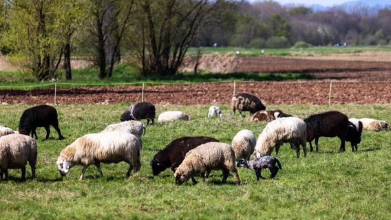 Elf Lämmer in kleinem Anhänger eingepfercht: Schafe drohten zu ersticken - Polizei stoppt Transport