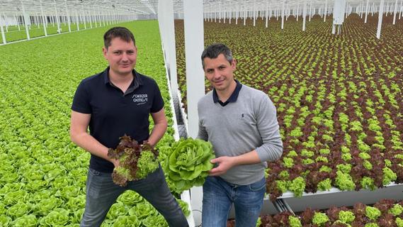 Salat-Hochburg Dinkelsbühl: Wie es das Scherzer Gemüse auf die Teller der Nation schaffte