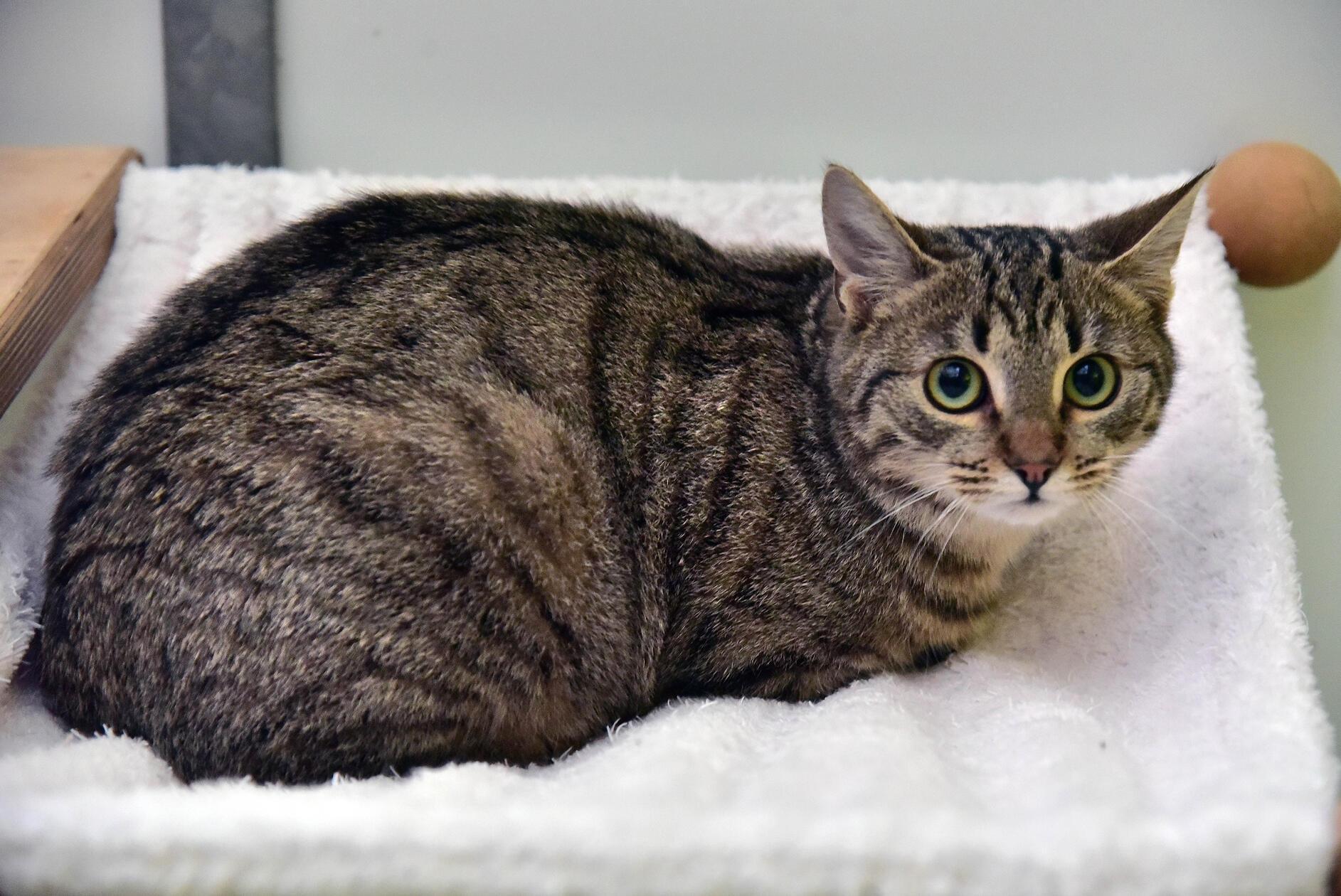 Kitty ist eine etwa 9 Monate alte Katze, die das Vertrauen in Menschen erst noch lernen muss. Sie ist zurückhaltend und misstrauisch, versteht sich mit Artgenossen aber sehr gut. Wir wünschen uns für die Schönheit ein ruhiges Zuhause mit Freigang.