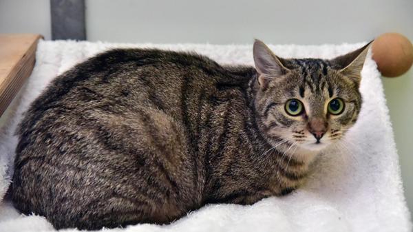 Kitty ist eine etwa 9 Monate alte Katze, die das Vertrauen in Menschen erst noch lernen muss. Sie ist zurückhaltend und misstrauisch, versteht sich mit Artgenossen aber sehr gut. Wir wünschen uns für die Schönheit ein ruhiges Zuhause mit Freigang.