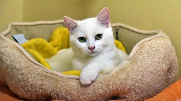 Eine der Jungkatzen und Kitten im Tierheim Erlangen. Diese wurden ca. 7/2025 geboren. Es warten noch viele junge Katzen in unserem Tierheim.