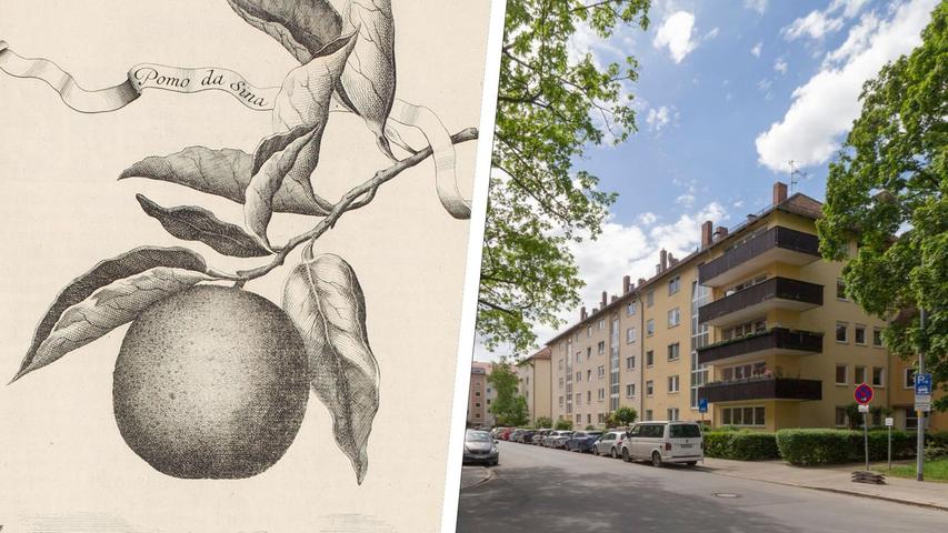 Der Gartenpalast und seine Pracht: Einst wuchsen Pomeranzen und Granatäpfel in Nürnberg-Johannis
