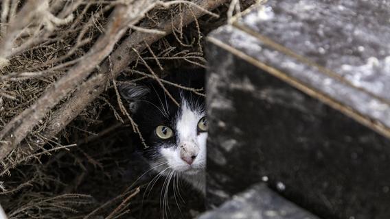 Kastrationspflicht für Katzen: Tierschützer im Nürnberger Land übergeben Petition an Landrat
