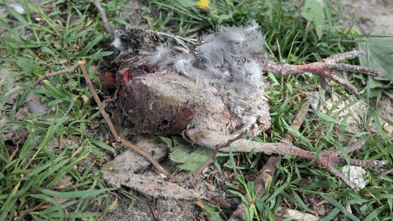 Tierleiche in Regal von oberfränkischem Bürgerverein deponiert - toter Vogel vernichtet 80 Bücher