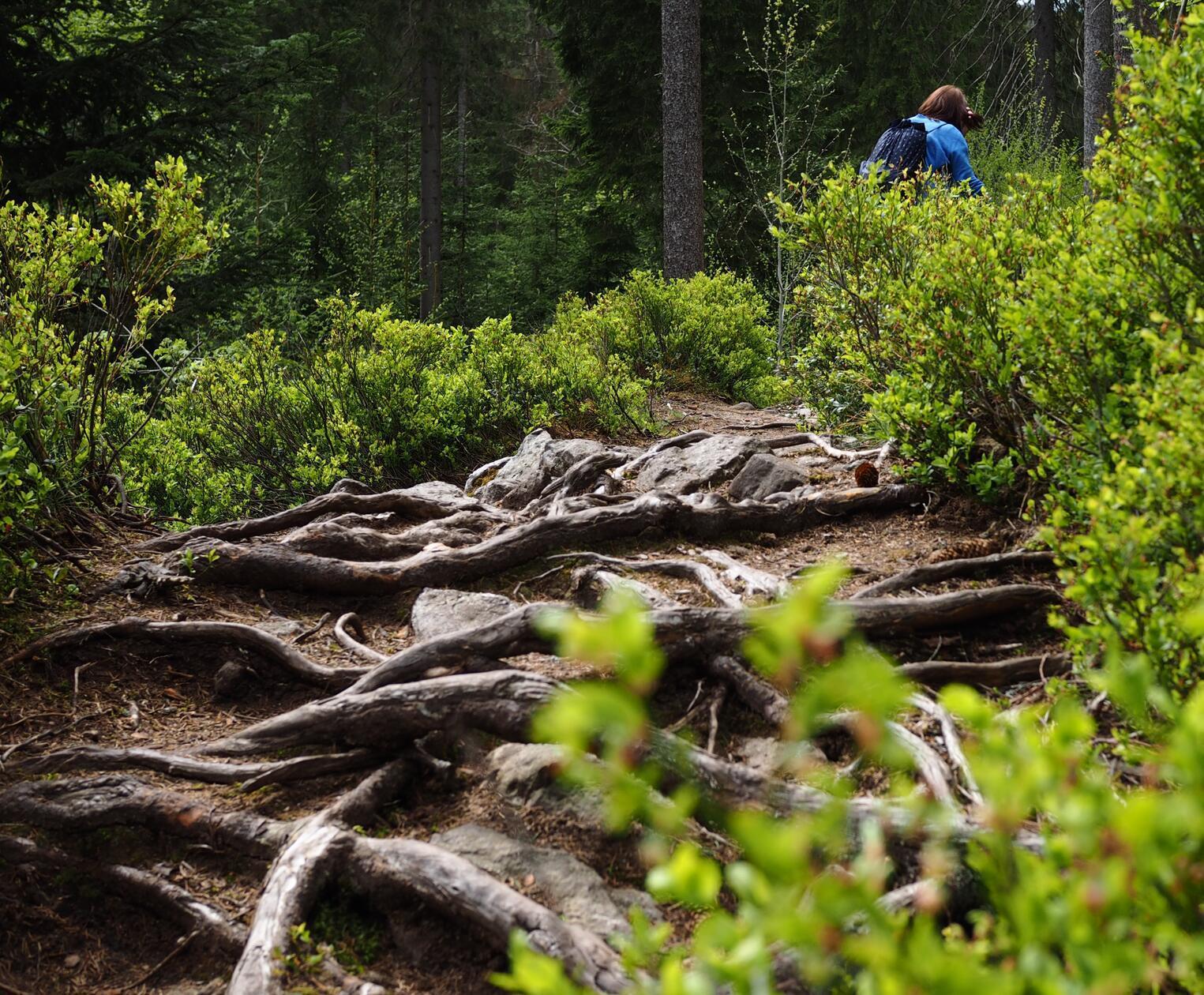 Wer den jungen Main kurz nach der Quelle von Karches nach Bischofsgrün entlangläuft, läuft lange Passagen über knorrige Wurzeln durchs an dieser Stelle winzige Maintal.
