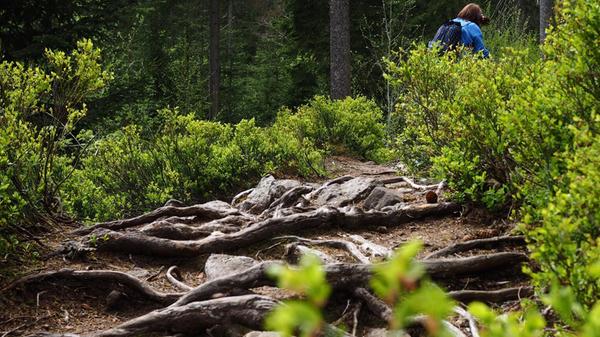 Wer den jungen Main kurz nach der Quelle von Karches nach Bischofsgrün entlangläuft, läuft lange Passagen über knorrige Wurzeln durchs an dieser Stelle winzige Maintal.
