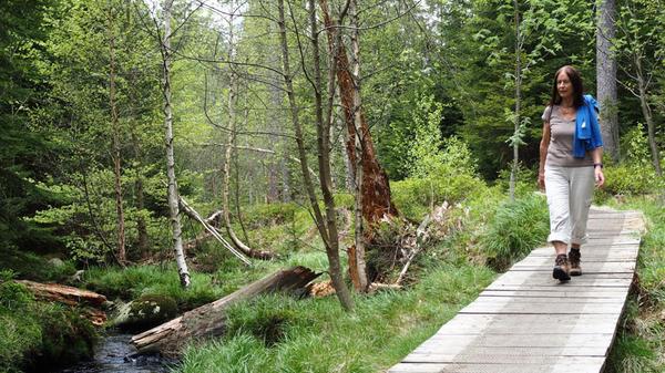Wer den jungen Main kurz nach der Quelle von Karches nach Bischofsgrün entlangläuft, läuft lange Passagen auch über Stege durchs an dieser Stelle winzige Maintal.