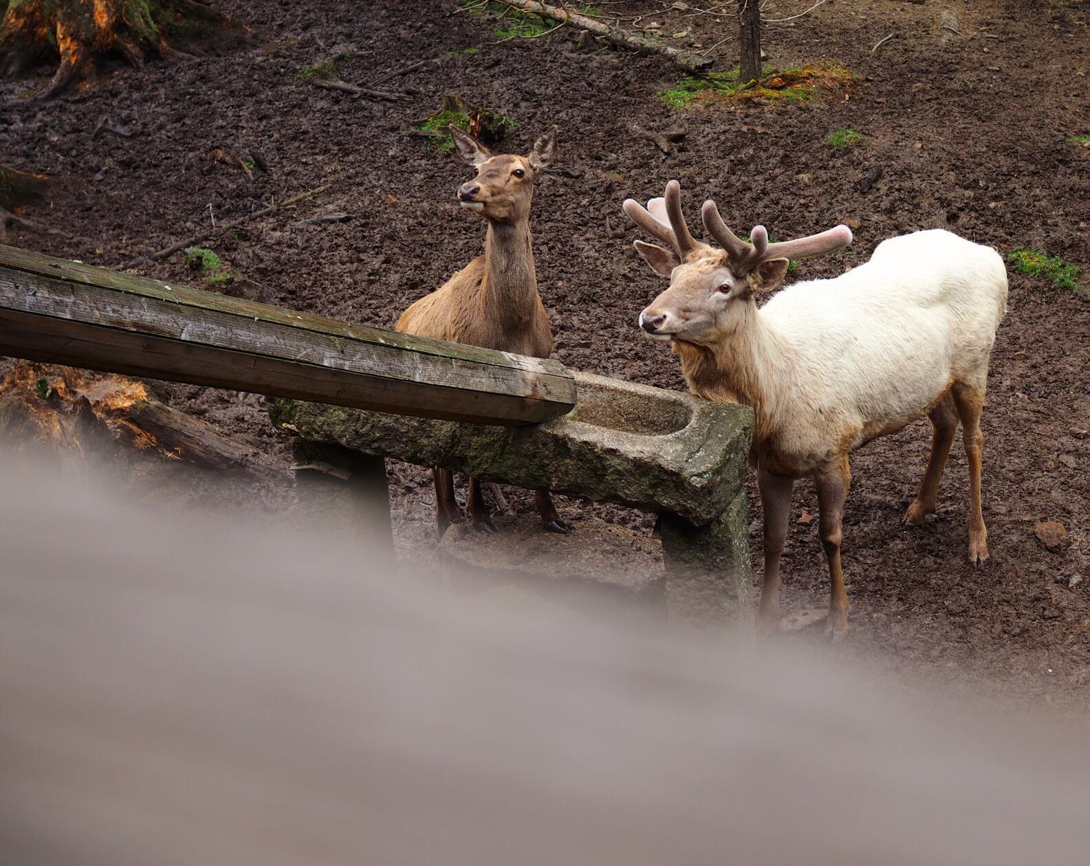 Rotwild im Wildpark Mehlmeisel.