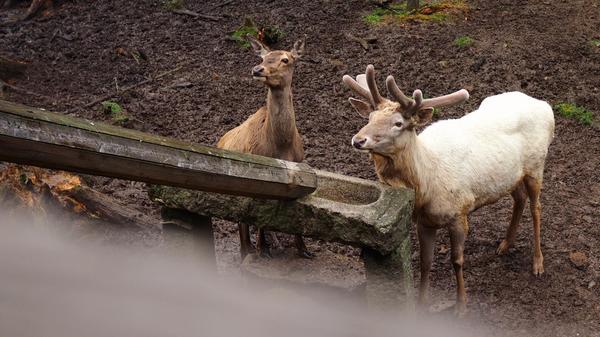 Rotwild im Wildpark Mehlmeisel.