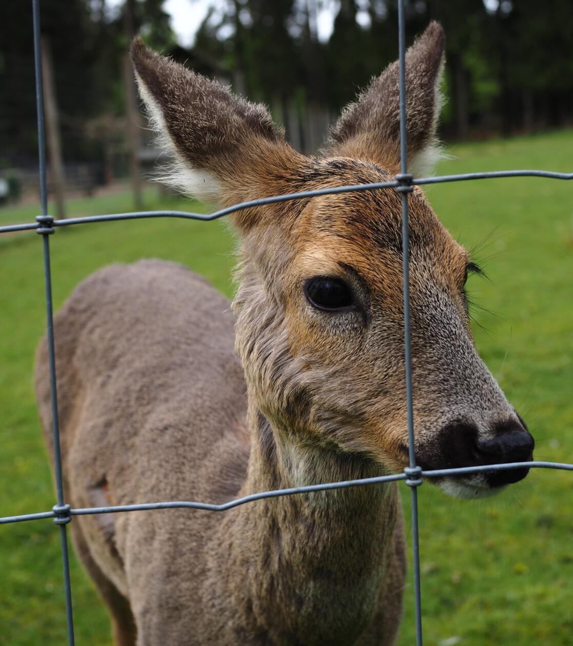 Neugierig späht dieser junge Rothirsch durch den Zaun im Wildpark Mehlmeisel.