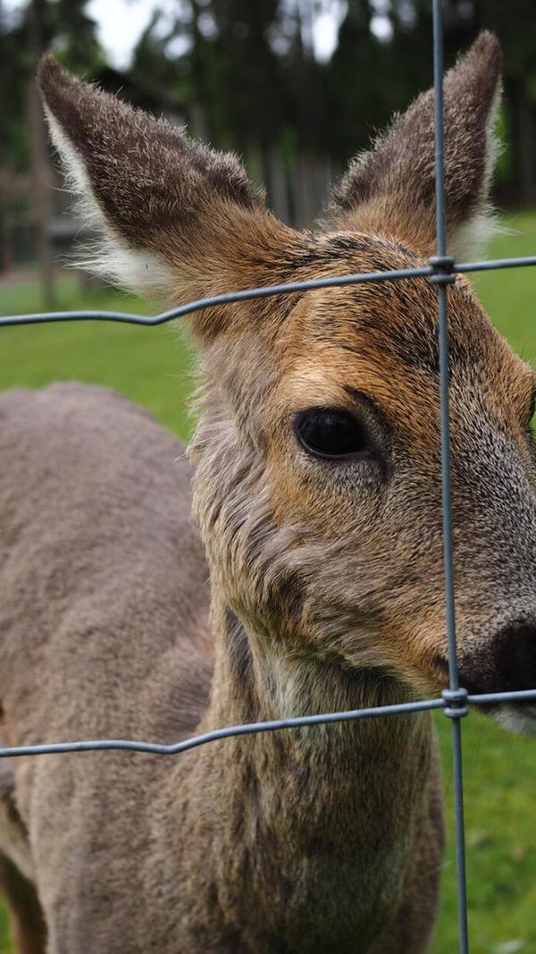 Neugierig späht dieser junge Rothirsch durch den Zaun im Wildpark Mehlmeisel.