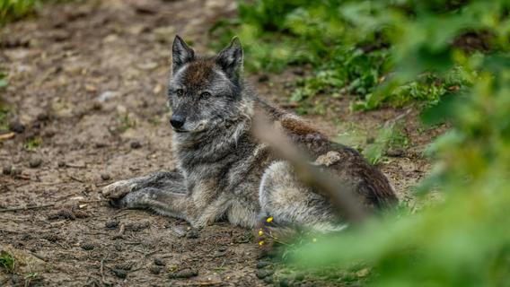 Auswilderung ist streng verboten: Neue Wolfshybridin im Wildpark Hundshaupten eingezogen