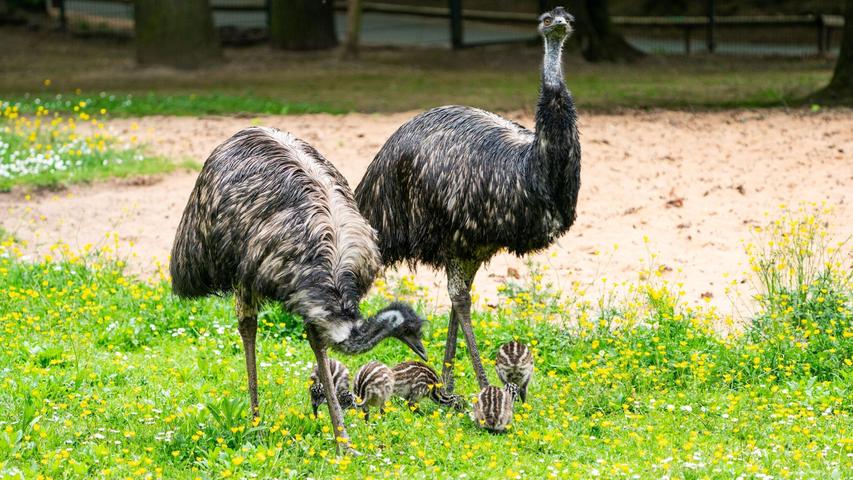 Wenn man will, kann man den Emu-Eltern ein wenig Müdigkeit ansehen. Kein Wunder: Die fünf Jungvögel sind der erste Nachwuchs seit 20 Jahren.