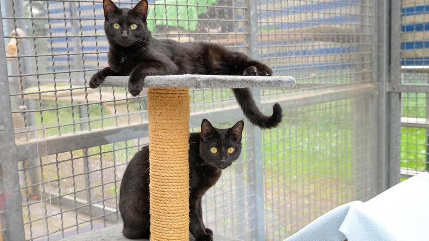 Die beiden schwarzen Katzengeschwister "Olivia" und "Popeye" hoffen inständig, dass es doch noch Menschen gibt, die nicht dem alten Aberglauben verfallen sind, dass schwarze Katzen Unglück bringen.