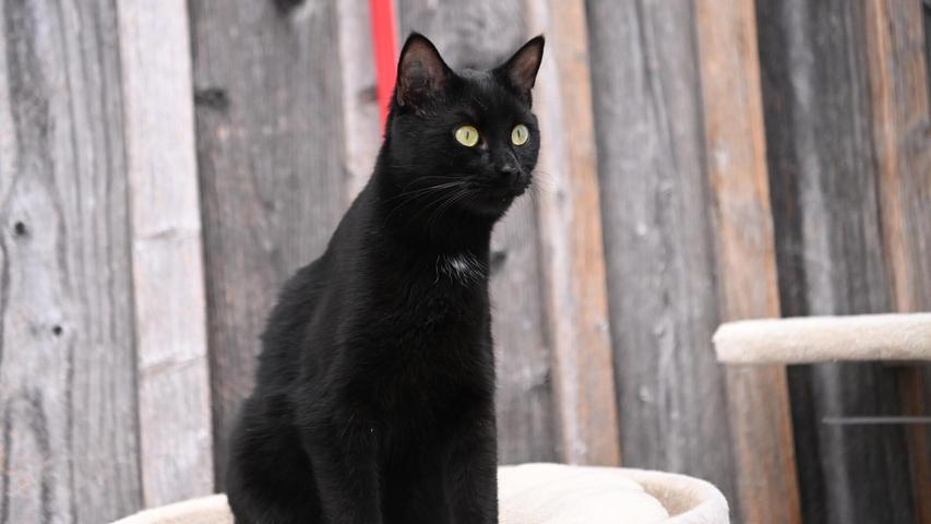 Der schwarze Kater Karlchen war eines der unzähligen Scheunenkätzchen, die meist im Verborgenen leben. Karlchen wurde zum Glück rechtzeitig gefunden. Genesen und kastriert ist er mit knapp acht Monaten jetzt bereit für den Umzug in ein eigenes Zuhause in verkehrsberuhigter Lage. Denn als künftiger Karl der Große möchte der Kater im neuen Wirkungskreis nach entsprechender Eingewöhnung natürlich Freigang genießen dürfen, aber auch jederzeit wieder ins Haus gelangen können. Karlchen legt keinen Wert auf die Anwesenheit tierischer Mitbewohner und wäre mit einem Dasein als Einzelprinz durchaus zufrieden. Das setzt jedoch voraus, dass seine Familie nicht den ganzen Tag außer Haus sein wird und genügend Zeit für den lebhaften Jungkater hat. Der schwarze Kater Karlchen war eines der unzähligen Scheunenkätzchen, die meist im Verborgenen leben. Karlchen wurde zum Glück rechtzeitig gefunden. Genesen und kastriert ist er mit knapp acht Monaten jetzt bereit für den Umzug in ein eigenes Zuhause in verkehrsberuhigter Lage. Denn als künftiger Karl der Große möchte der Kater im neuen Wirkungskreis nach entsprechender Eingewöhnung natürlich Freigang genießen dürfen, aber auch jederzeit wieder ins Haus gelangen können. Karlchen legt keinen Wert auf die Anwesenheit tierischer Mitbewohner und wäre mit einem Dasein als Einzelprinz durchaus zufrieden. Das setzt jedoch voraus, dass seine Familie nicht den ganzen Tag außer Haus sein wird und genügend Zeit für den lebhaften Jungkater hat.