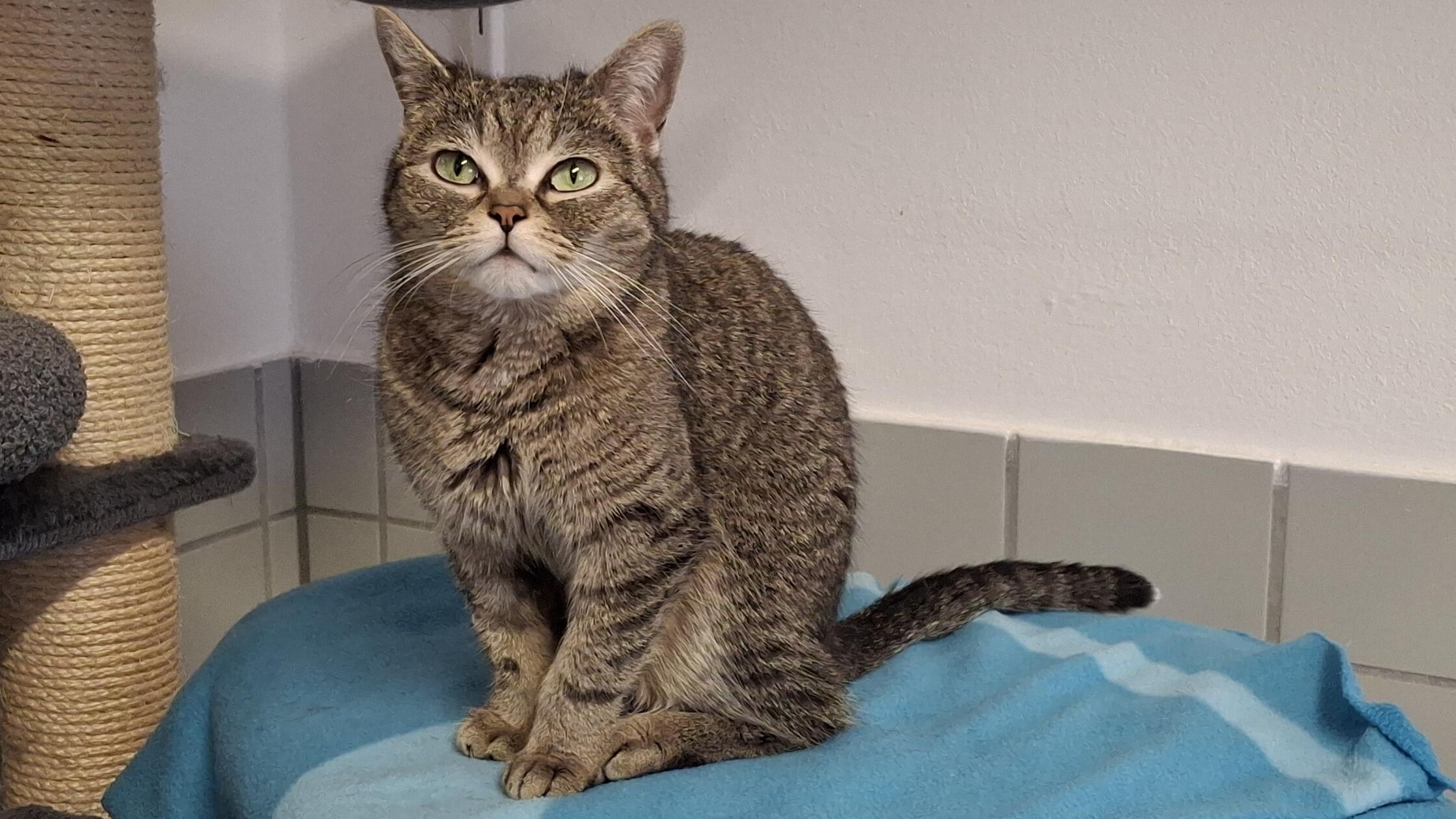 Die beiden kastrierten Wohnungskatzen Kiwi und Mango haben durch eine Erkrankung des Besitzers schuldlos ihr Zuhause verloren. Die zierlichen Kätzinnen sind ruhige Zeitgenossinnen, die mit Männern anfangs besser zurechtkommen als mit Frauen. Zwar faucht die schwarzfellige und etwas kamerascheue Mango zunächst einmal jeden grundsätzlich an, sie lässt sich jedoch schnell davon überzeugen, dass man(n) ihr nichts Böses will, und genießt dann auch ausgiebige Streicheleinheiten. Die getigerte Kiwi verzichtet dagegen auf derlei Attitüde und macht es sich lieber gleich auf einem Schoß oder Arm bequem.