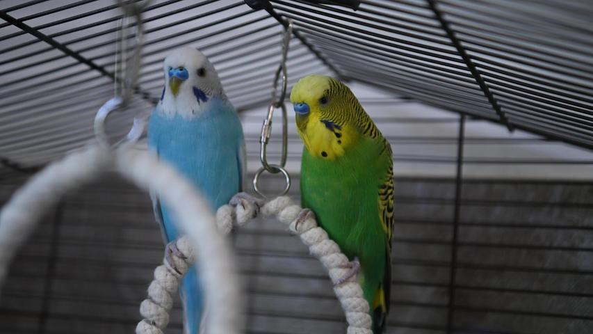 Das Tierheim Neumarkt beherbergt aktuell zwei nahezu identisch aussehende blau-grüne Wellensittich-Pärchen, von denen eines hier stellvertretend abgebildet ist. Nicki & Nicki (geschlüpft 2025) sowie Lucky & Jacki (geschlüpft 2023) haben aus unterschiedlichen Gründen ohne eigenes Verschulden ihr Zuhause verloren und suchen deshalb ein Neues. Die vier Wellensittich-Hähne werden jeweils mit ihrem festen Partner vermittelt, denn eine Einzelhaltung dieser Schwarmvögel ist nicht artgerecht. Möglich ist auch eine Integration in eine bereits bestehende Gruppe von Wellensittichen. Im neuen Zuhause gibt es idealerweise viel Platz in einer geräumigen Voliere, wo die Zimmeradler auch wirklich fliegen können. Das Tierheim Neumarkt beherbergt aktuell zwei nahezu identisch aussehende blau-grüne Wellensittich-Pärchen, von denen eines hier stellvertretend abgebildet ist. Nicki & Nicki (geschlüpft 2025) sowie Lucky & Jacki (geschlüpft 2023) haben aus unterschiedlichen Gründen ohne eigenes Verschulden ihr Zuhause verloren und suchen deshalb ein Neues. Die vier Wellensittich-Hähne werden jeweils mit ihrem festen Partner vermittelt, denn eine Einzelhaltung dieser Schwarmvögel ist nicht artgerecht. Möglich ist auch eine Integration in eine bereits bestehende Gruppe von Wellensittichen. Im neuen Zuhause gibt es idealerweise viel Platz in einer geräumigen Voliere, wo die Zimmeradler auch wirklich fliegen können.