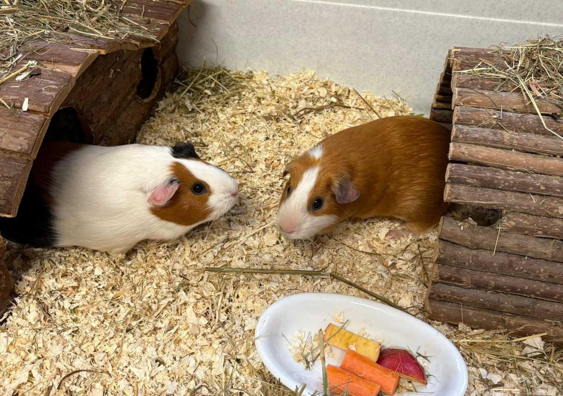 Das Meerschweinchen-Pärchen Mio und Ila wurde im Tierheim abgegeben, weil das Kind der Familie allergisch auf die beiden reagierte. Meerschweinchen sind als Fluchttiere ohnehin nicht als lebende Kuscheltiere für Kinder geeignet, für das kastrierte Böckchen und seine Partnerin wird deshalb eine neue ruhige und artgerechte Unterkunft mit großzügigem Auslauf und vielen Versteckmöglichkeiten gesucht. Die im Sommer 2024 geborenen kleinen Wonneproppen sind nicht handzahm, lassen sich jedoch gerne mit Futter anlocken. Für den zweifarbigen Mio und die dreifarbige Ila wäre auch ein Einzug bei einer friedfertigen Meerschweinchen-WG denkbar, sofern das Platzangebot dort ausreicht. Für Außenhaltung ist das Kleintier-Duo derzeit nicht geeignet.