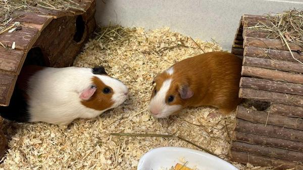Das Meerschweinchen-Pärchen Mio und Ila wurde im Tierheim abgegeben, weil das Kind der Familie allergisch auf die beiden reagierte. Meerschweinchen sind als Fluchttiere ohnehin nicht als lebende Kuscheltiere für Kinder geeignet, für das kastrierte Böckchen und seine Partnerin wird deshalb eine neue ruhige und artgerechte Unterkunft mit großzügigem Auslauf und vielen Versteckmöglichkeiten gesucht. Die im Sommer 2024 geborenen kleinen Wonneproppen sind nicht handzahm, lassen sich jedoch gerne mit Futter anlocken. Für den zweifarbigen Mio und die dreifarbige Ila wäre auch ein Einzug bei einer friedfertigen Meerschweinchen-WG denkbar, sofern das Platzangebot dort ausreicht. Für Außenhaltung ist das Kleintier-Duo derzeit nicht geeignet.
