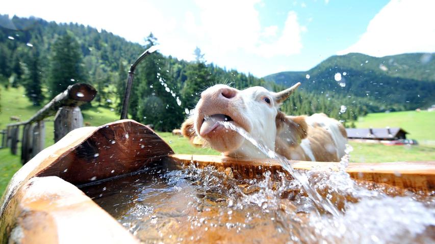 Rinder verbrauchen nicht nur Wasser beim Trinken. Ein Großteil entfällt auf den Futteranbau.