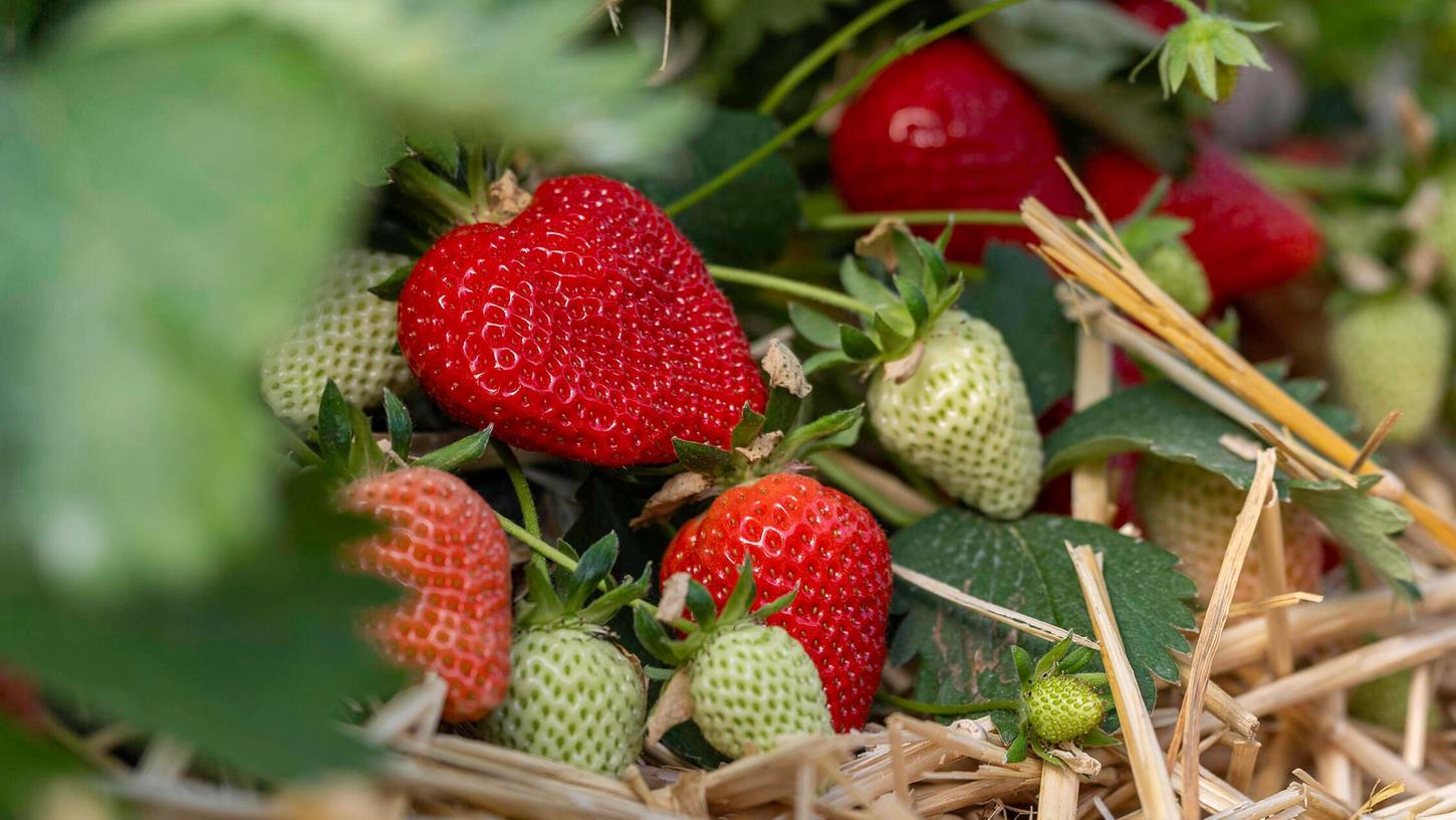 Diesen Tipp sollten Sie beim Pflanzen von Erdbeeren beachten.