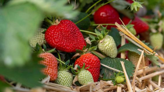 Tipps zum Erdbeer-Anbau: Zusammen mit dieser Knollenpflanze wachsen die roten Früchte am besten