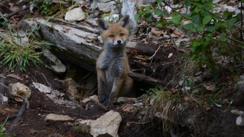 Fuchs-Nachwuchs bei Hersbruck: „Die schönsten Momente für einen, der gern in der Natur fotografiert“