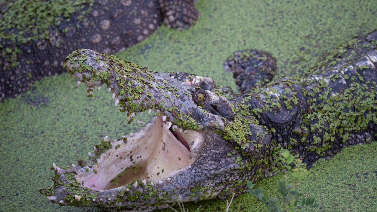 Einer Gruppe Krokodile warf eine Mutter ihr Kind zum Fraß vor.