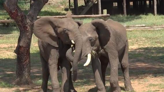 Elefanten passen ihre Begrüßung laut Studie der Situation an