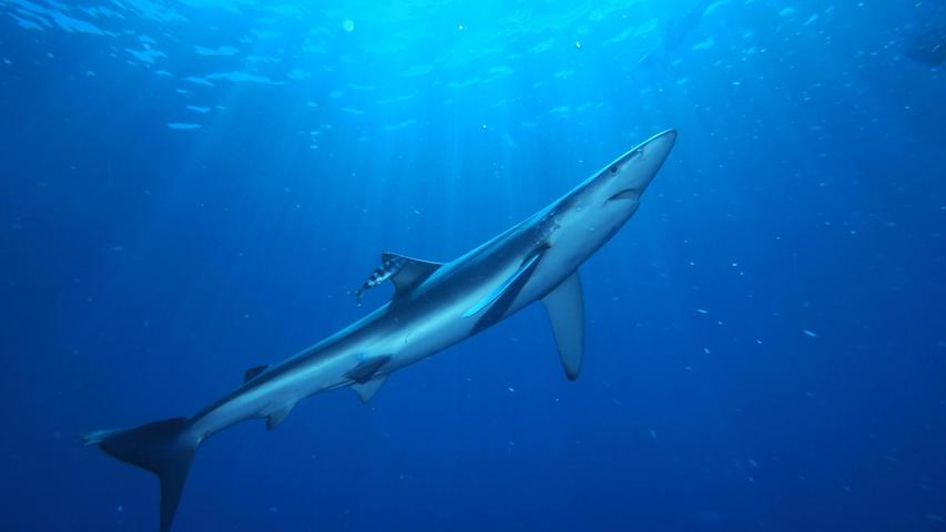 Blauhaie, wie dieser, gehören zu den verbreitetsten Hai-Arten auf der Erde.