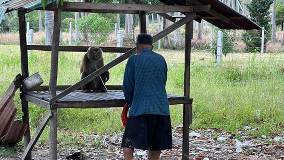 Affen als Erntehelfer? Norma bezieht eindeutig Stellung zu Kokosprodukten im Sortiment
