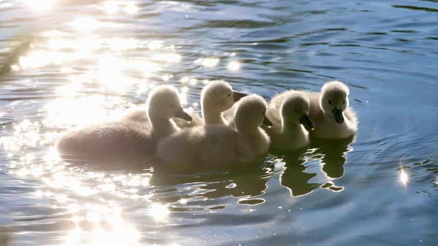 Fünf kleine Schwanenküken schwimmen durch den See im Kurpark in Treuchtlingen. Obwohl erst einen Tag alt, trauten sie sich schon ins Wasser.