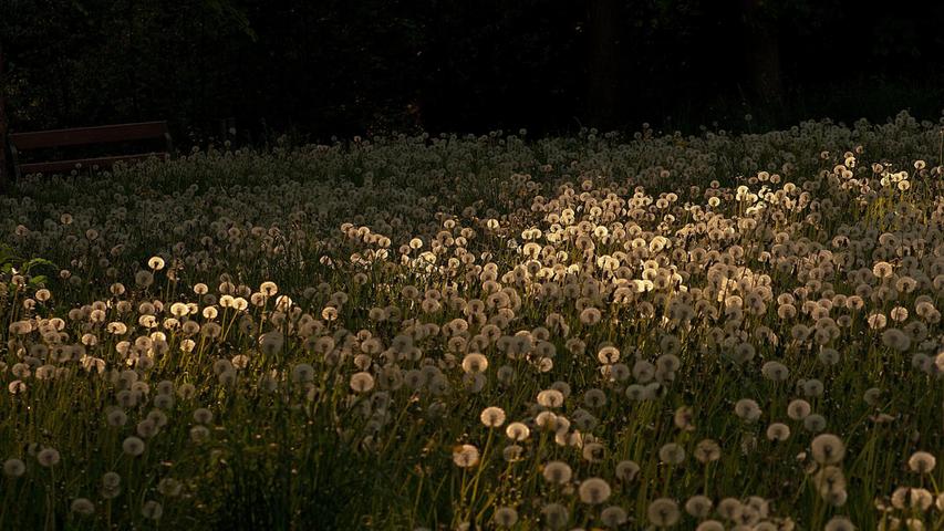 Unzählige Blütenschirmchen leuchten auf dieser Löwenzahnwiese bei Woffenbach malerisch in der Sonne.