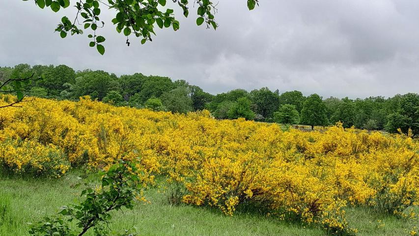 Eine Fülle blühender Ginster-Sträucher lassen den Hainberg im Mai in leuchtendem Gelb erstrahlen.