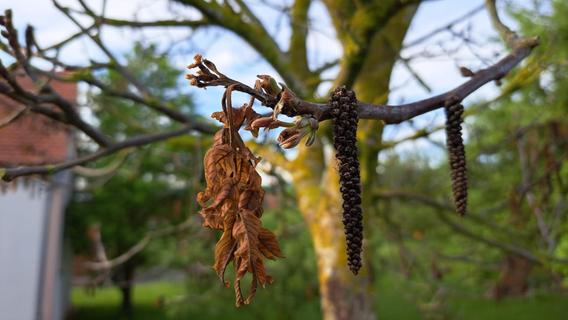 Schwarzes Laub: Walnussbäume um Gunzenhausen vom April-Frost betroffen